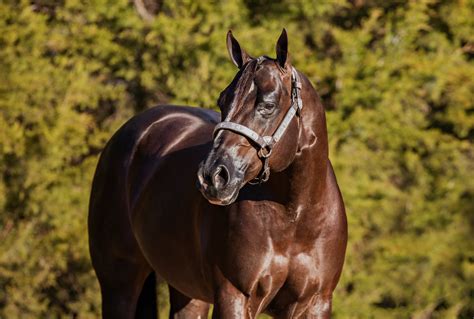 bank on the best aqha|bank on the best aqha stallion.